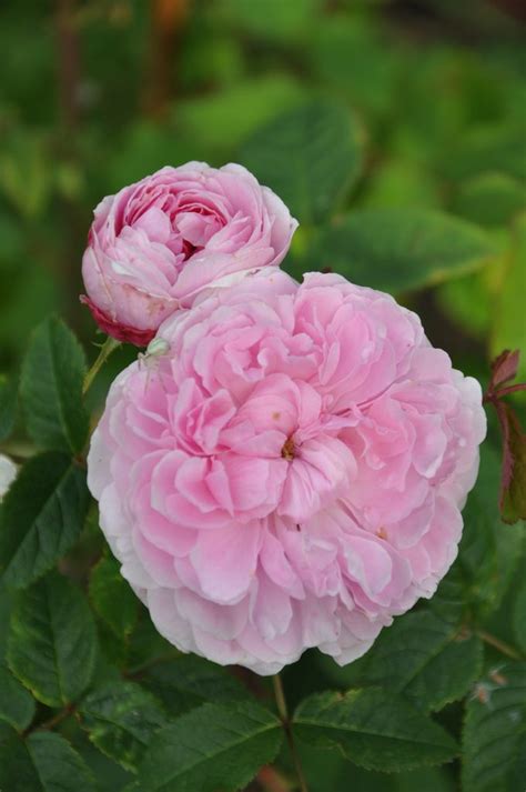 rose jaques cartier|jacques cartier pink rose.